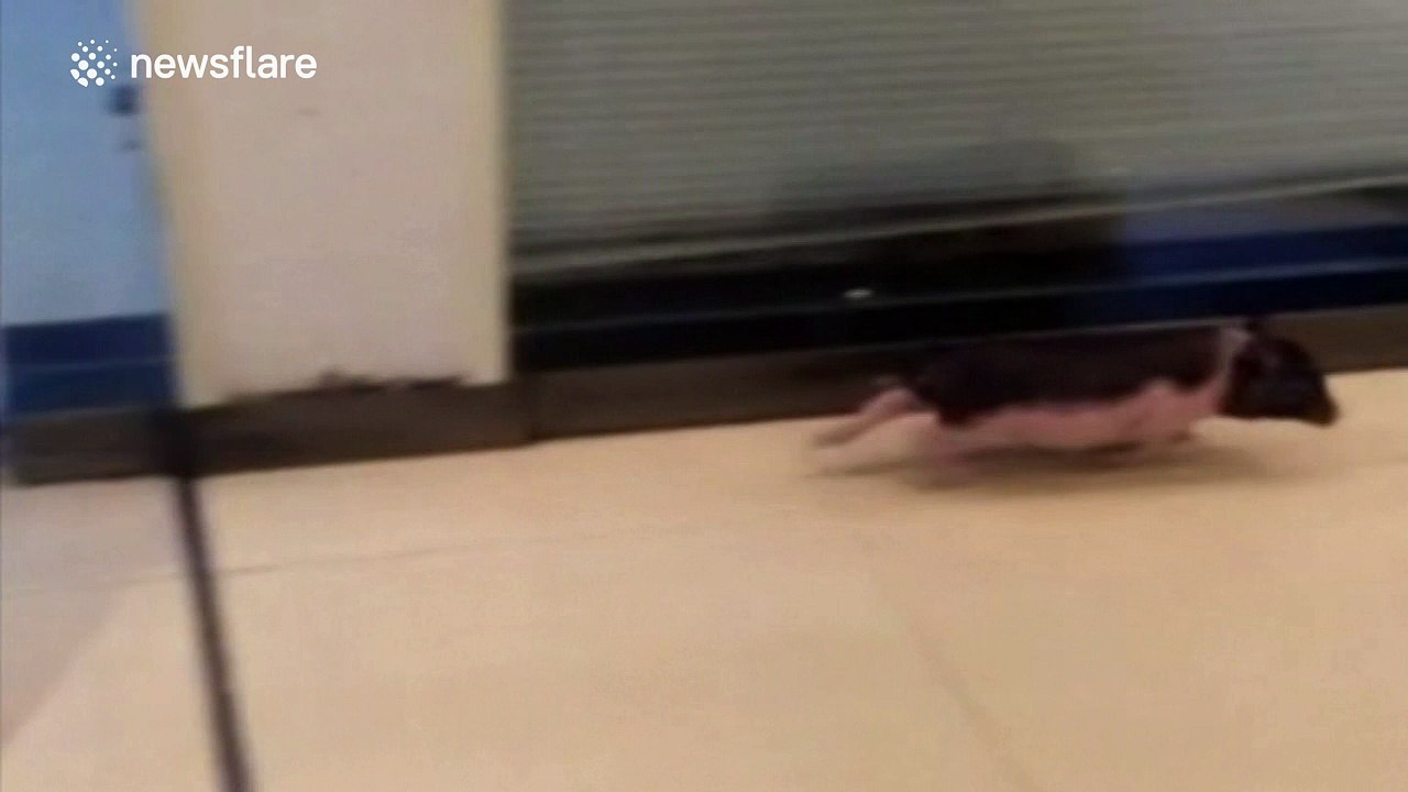 Tiny pig can't work out glass door