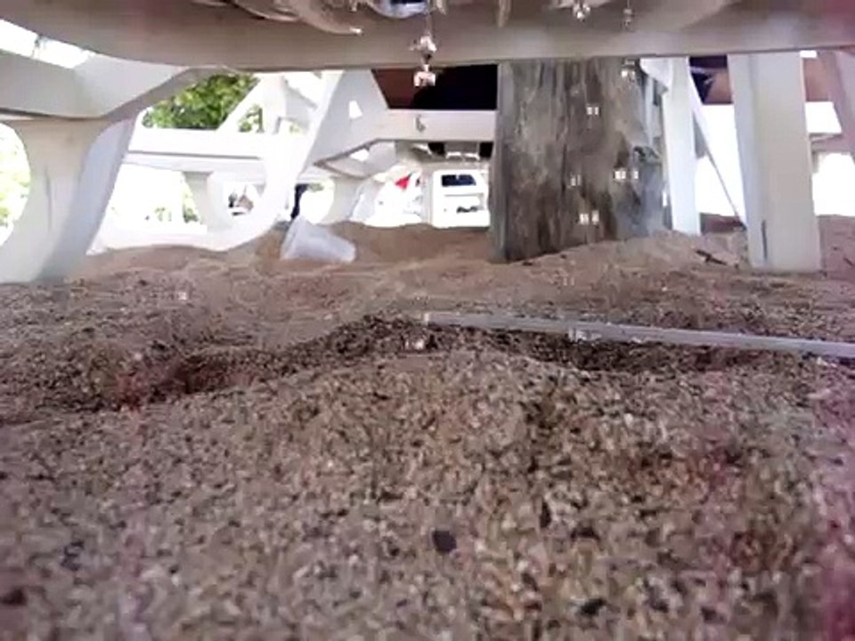 Competencia de miados