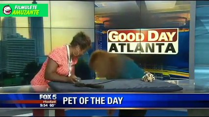 ▶ Faze tari cu filmulete haioase.Mori de ras 2016!! Best funny videos