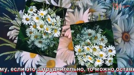 Ромашка гигантская размножение