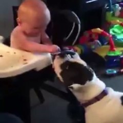 Dog Playing with a Child