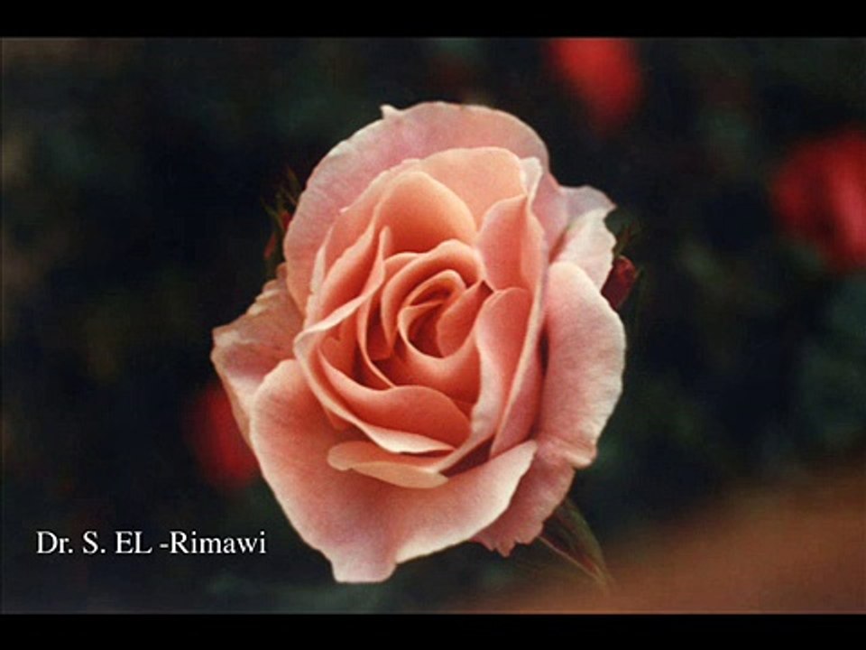 Sibelius Violin Concerto in D minor Op. 47, Menuhin, Sir A. Boalt,  London Philharmonic Orchestra