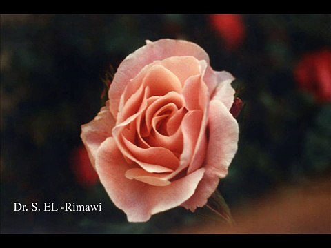 Sibelius Violin Concerto in D minor Op. 47, Menuhin, Sir A. Boalt, London Philharmonic Orchestra