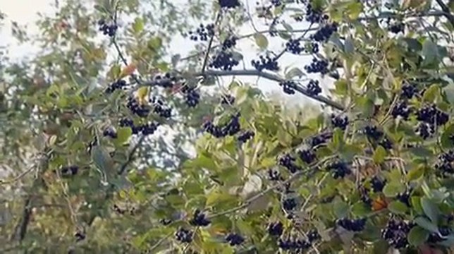 Дневник свекрови 2016 серия 5 русская мелодрама смотреть онлайн сериал новинка