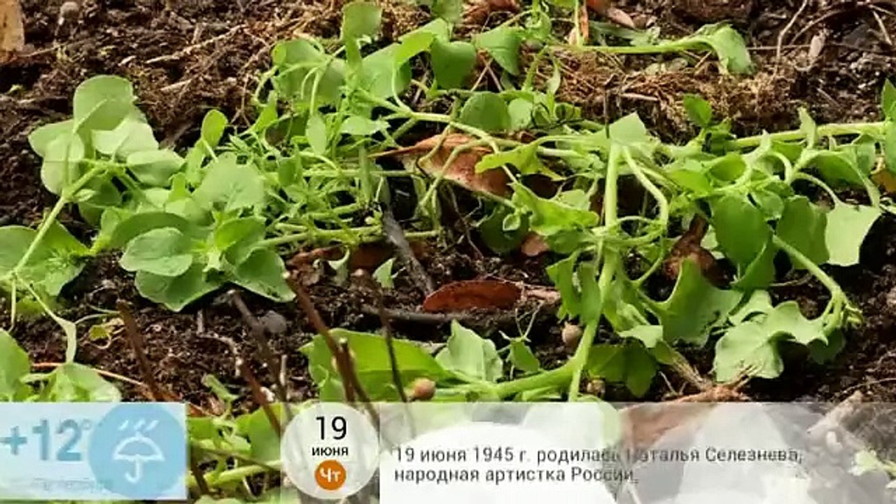 Как правильно удалять сорняки