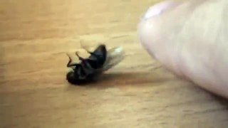 Ma little fly (Confüzed by ze heat)