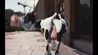 Dancing Cow (I like it move it move it)