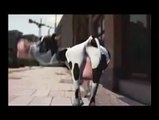 Dancing Cow (I like it move it move it)