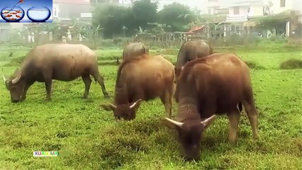 Nhạc thiếu nhi - Nhạc thiếu nhi vui nhộn hay nhất - Con Trâu - Bé Xuân Mai