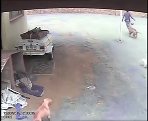 LiveLeak - Dog Attacks Intruder - Burglar