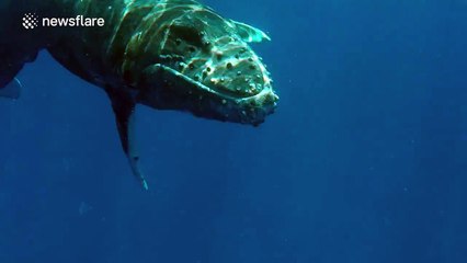 'Close encounter' with Humpback Whale Calf