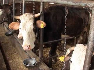 Lajme - Fermeri Agim Avdija