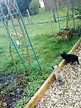 1ère sortie des bébés Chihuahua de 9 semaines bientôt