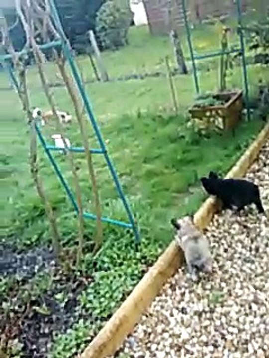 1ère sortie des bébés Chihuahua de 9 semaines bientôt