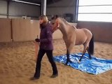 Pride's Magic Potion - Tennessee Walking Horse stallion