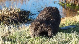 Beaver Mowing the Lawn
