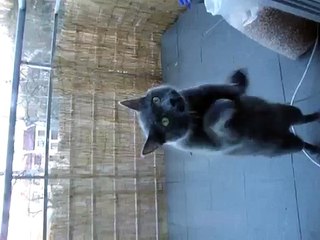 Кот чешет ногти о стекло  Прикол!!!