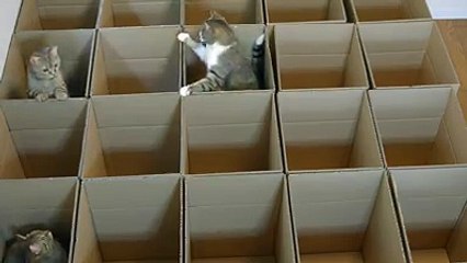 Box maze is cat heaven-Funny Cat