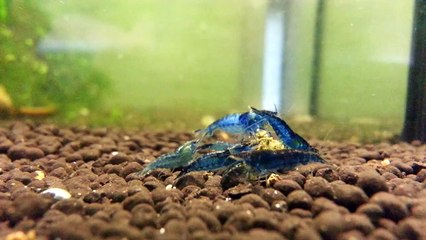 Blue Angel Garnele Shrimp-Visions