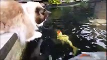 Cat Befriends Koi Fish