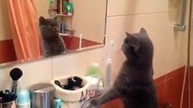 Cat Can’t Believe How Good-Looking He Is