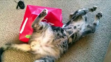 Cat can't escape gift bag
