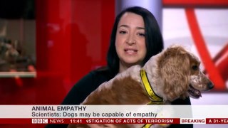 A dog appeared on BBC News and the nation stopped in its tracks