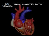 circulatory system