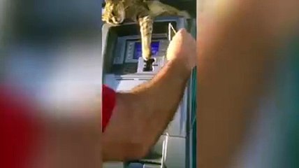 Cat guards ATM-Funny Video