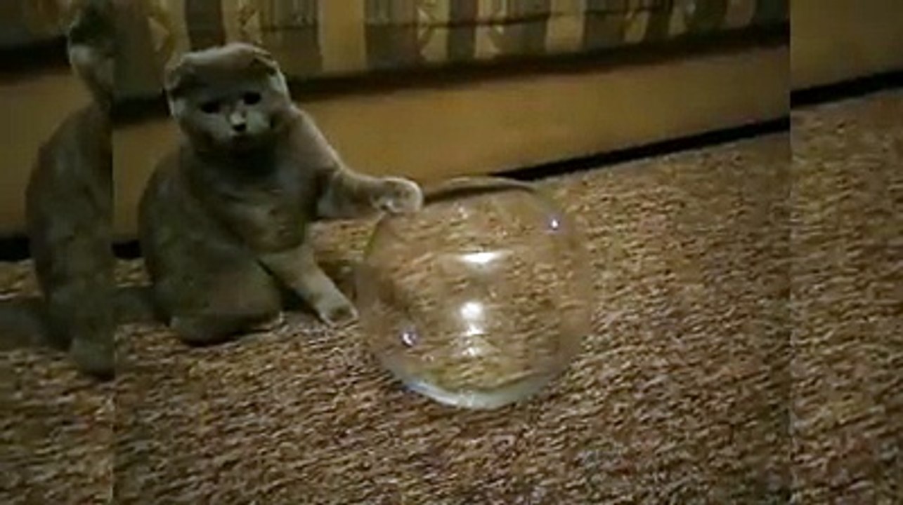 Cat in a fish bowl-Funny