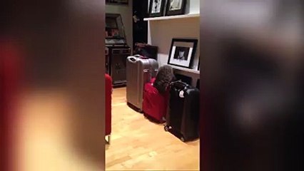 Cat instantly regrets jumping into suitcase