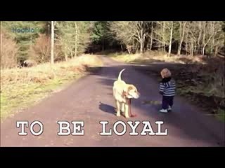 Walking Dog - Funny Video That Make You Laugh and Cry - Funniest Video Ever