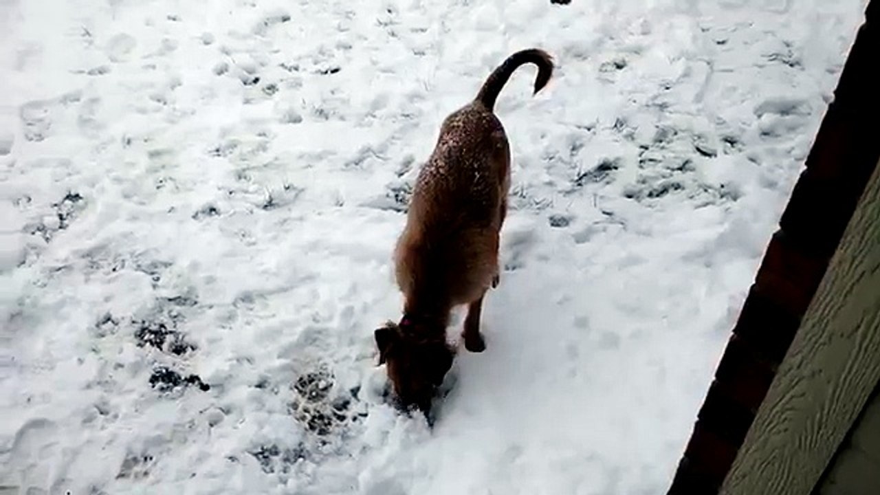 Zia playing in the snow (Funny Videos 720p)