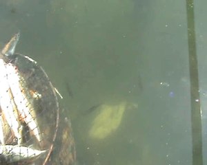 Улов на северском донце