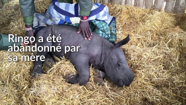 Ce bébé rhinocéros va vous faire fondre