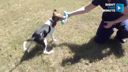 Primrose the Puppy Goes From Sad to Super Thanks to Dedicated Veterinarians