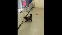 Cat struggles to jump into his cage