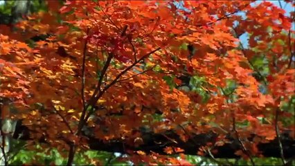 Красивая природа19