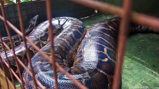 The largest snake in the world?