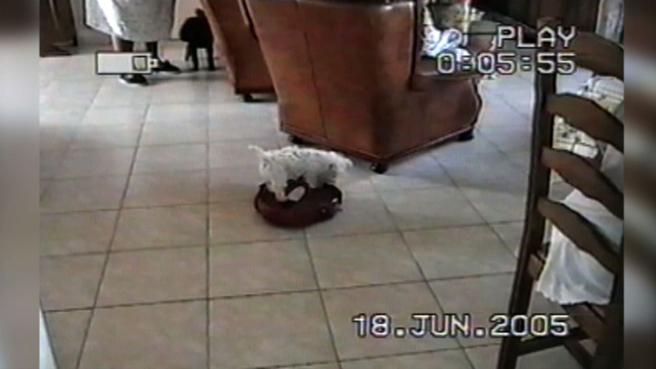 Adventurous Little Dog Goes For A Ride On A Roomba