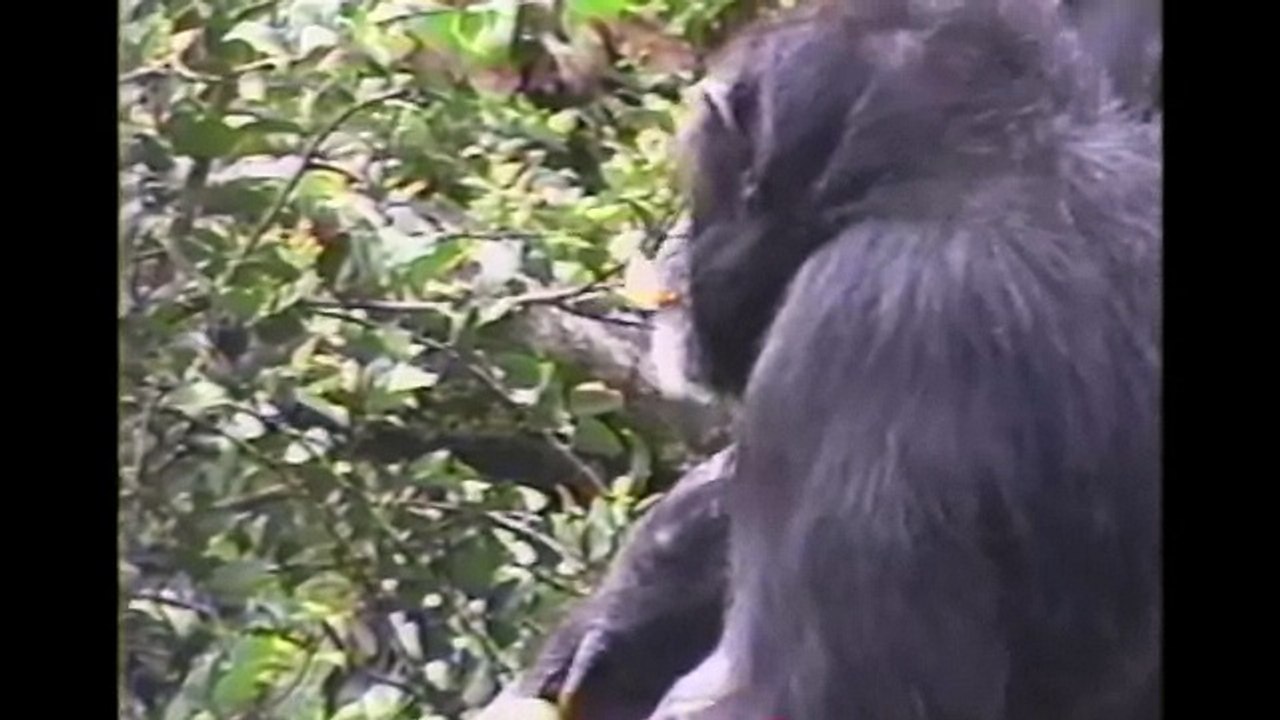 Baby Chimpanzee Gets A Smelly Surprise