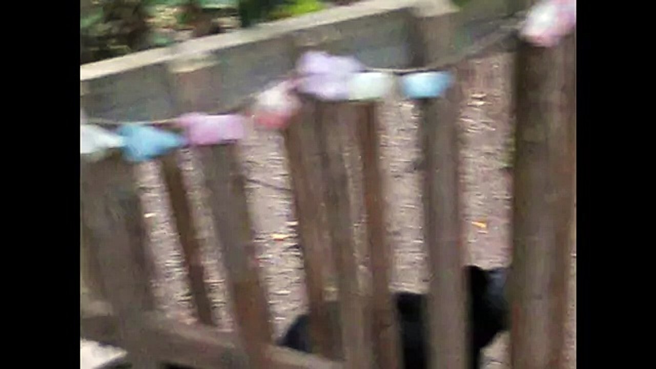Bear attempts to take on a cat