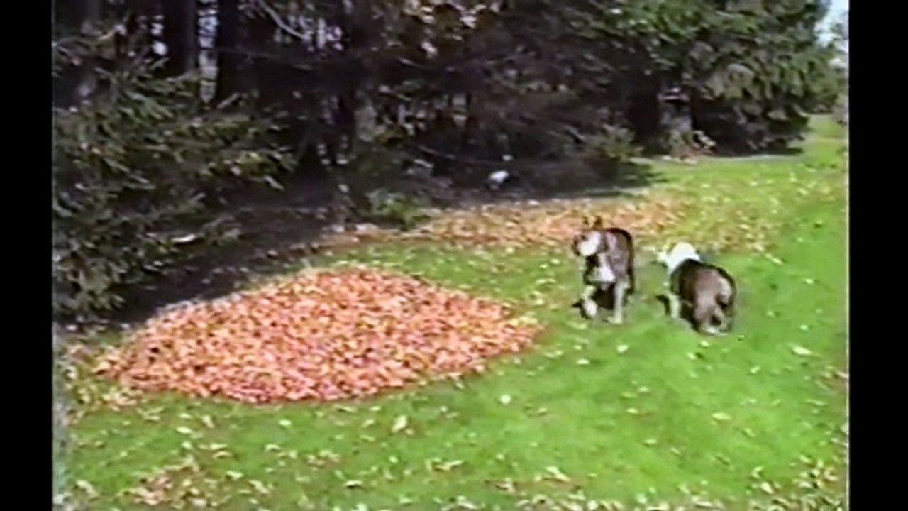 Bulldogs Are Awesome- Compilation