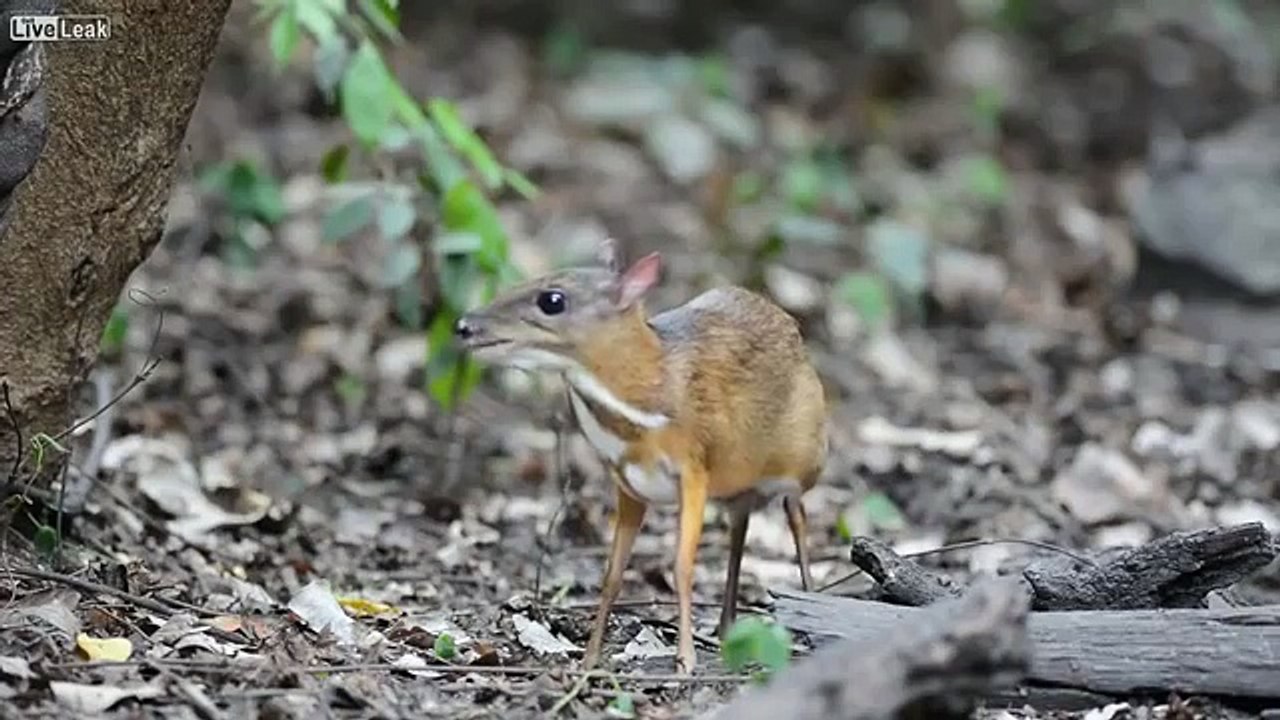 The Lesser Mouse Deer