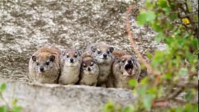 Танзания – загадочная африканская страна.240p