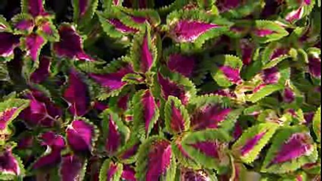 Удивительная природа (качество – 4К).240p