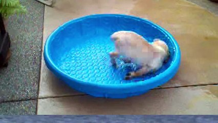 Dog Days Are Over - Compilation