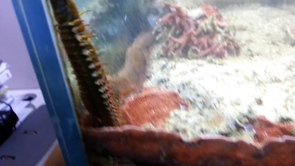 He Was Cleaning Out His Fish Tank When He Discovered A Giant Horror Living Inside