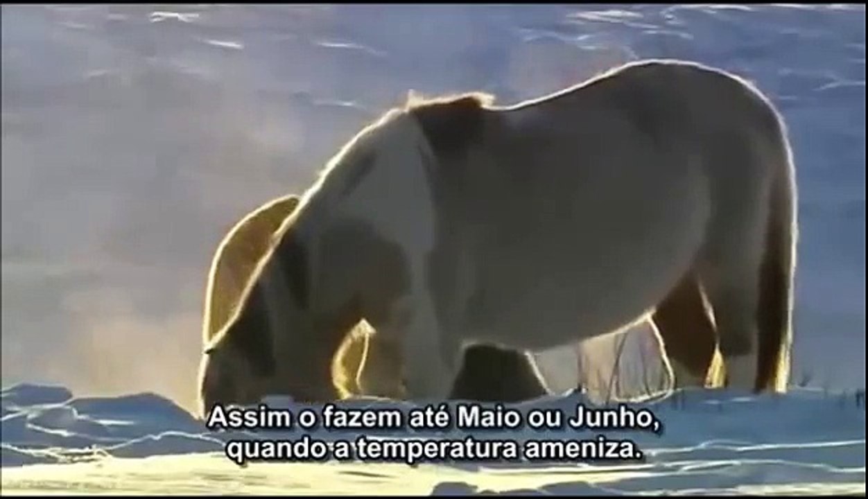 Rússia Selvagem: Sibéria (Legendado) - Documentário National Geographic