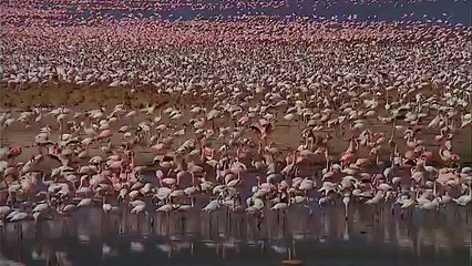 Природа мира73